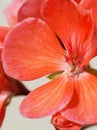 Pink flower pelargonium