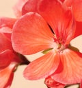 Pink flower pelargonium Royalty Free Stock Photo