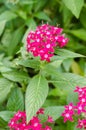 Pink flower of Pentas Lanceolata