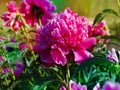 Pink flower peony flowering in peonies garden.