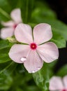 Pink Flower Periwinkle Closeup Petals