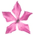 Pink flower of periwinkle, lat. Vinca, isolated on white backgro Royalty Free Stock Photo