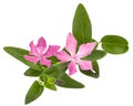 Pink flower of periwinkle, lat. Vinca, isolated on white backgro Royalty Free Stock Photo