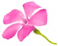 Pink flower of periwinkle, lat. Vinca, isolated on white background Royalty Free Stock Photo