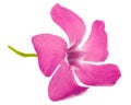 Pink flower of periwinkle, lat. Vinca, isolated on white background Royalty Free Stock Photo