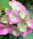 Hydrangea Royalty Free Stock Photo