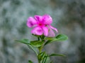 Pink Flower Petal in Soft Focus