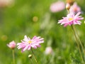 Pink Flower The petals are colored to see the yellow pollen name Gerbera jamesonii ,Compositae,Gerbera,Barberto Daisy, Transvaal