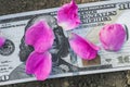 Pink flower petals on money. flowers and money Royalty Free Stock Photo