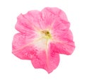 Pink flower of petunia isolated on white background Royalty Free Stock Photo