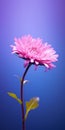 Elegant Aster Mobile Wallpaper: Minimalist Design With Sharp Focus