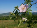 Pink Flower. Pink wild rose or dog-rose flowers with leafs on mountains background. Royalty Free Stock Photo