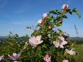 Pink Flower. Pink wild rose or dogrose flowers with leafs on blue sky background. Royalty Free Stock Photo