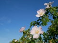 Pink Flower. Pink wild rose or dogrose flowers with leafs on blue sky background. Royalty Free Stock Photo