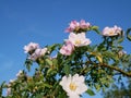 Pink Flower. Pink wild rose or dogrose flowers with leafs on blue sky background. Royalty Free Stock Photo