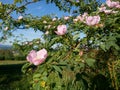 Pink Flower. Pink wild rose or dogrose flowers with leafs on blue sky background. Royalty Free Stock Photo