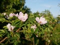 Pink Flower. Pink wild rose or dogrose flowers with leafs on blue sky background. Royalty Free Stock Photo