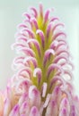 Pink flower pistil closeup Royalty Free Stock Photo