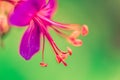 Purple flower close-up with green background