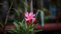 Nerium oleander oleander Bush blooms in the garden in summer. Raindrops on an oleander flower. pink oleander flowers natural Royalty Free Stock Photo