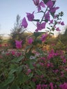 Pink Flower plant leaf beautiful nature morning time view