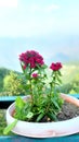 Pink Flower plant in pot Royalty Free Stock Photo