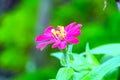 Pink flower plant, yellow petals on blurred background. Stock photo