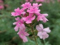 Pink flower plants garden rose flowers