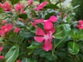 Pink flower plants garden rose flowers