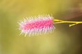 Pink flower of Pink Pokers with blurred background, growing in W