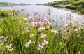 Pink flower on the pond, Susak umbrella Butomus umbellatus