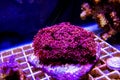 Pink Flower Pot Goniopora sp. LPS coral