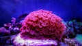 Pink Flower Pot Goniopora sp. LPS coral