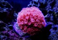 Pink Flower Pot Goniopora sp. LPS coral