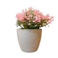 pink flower in pot isolated on white background with clipping path.