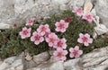 Pink flower Potentilla nitida in Triglav national park in Julian Alps in Slovenia