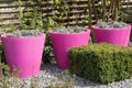 Pink flower pots