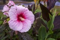 Pink Flower in a pretty garden on a rainy day