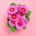 Pink flower, primrose on a pink background Royalty Free Stock Photo