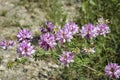 Pink flower purple crown vetch Securigera varia Royalty Free Stock Photo