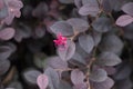 Pink flower of Purple diamond Loropetalum leaves