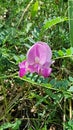 Pink flower Queensland Australia hiking trail