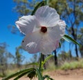 White flower Plant Queensland Australia hiking trail