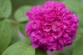 Pink Flower in the Rain