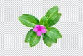 pink flower on rain drop green leaf tree branch png aromatic herbaceous flower mint leaves flower Royalty Free Stock Photo