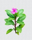 pink flower on rain drop green leaf tree branch png aromatic herbaceous flower mint leaves flower Royalty Free Stock Photo