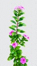 pink flower on rain drop green leaf tree branch png aromatic herbaceous flower mint leaves flower Royalty Free Stock Photo