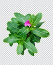 pink flower on rain drop green leaf tree branch png aromatic herbaceous flower mint leaves flower Royalty Free Stock Photo