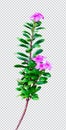 pink flower on rain drop green leaf tree branch png aromatic herbaceous flower mint leaves flower Royalty Free Stock Photo