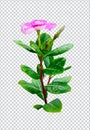 pink flower on rain drop green leaf tree branch png aromatic herbaceous flower mint leaves flower Royalty Free Stock Photo